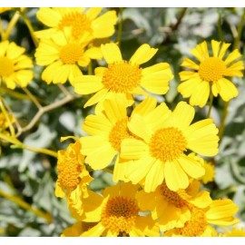 Brittlebush Seeds (Encelia Farinosa) -30 seeds- Desert Wildflower