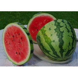 40 Organic Jubilee Watermelon Seeds Heirloom - Premium Non-GMO, Open Pollinated, US Grown Seed, Always Fresh!