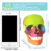 EVOTECH SCIENTIFIC Mini Skull Model, Didactic 15-Piece Palm-sized Anatomy Skull