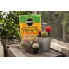 Miracle-Gro Cactus, Palm & Citrus Potting Mix 2-Pack