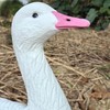 Heerweiyi Realistic Snow Goose Decoys - Durable and Detailed Hunting