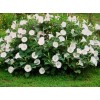 Born2Bloom Bag of Seeds .015 Oz. Moon Flower Shrub White