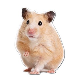 Dark Spark Decals Adorable Hampster with Paw Up - 5 Inch Full Color Vinyl Decal for Indoor or Outdoor use, Cars, Laptops, Décor, Windows, and More