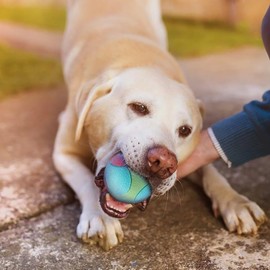 Coogime 2 Stück Hundeball aus Naturkautschuk, Jagdball für Hunde Hundespielzeug Gummiball mit 5,5cm /6,5cm/7.5cmRobuster und vielseitiger Ball (7.5cm)