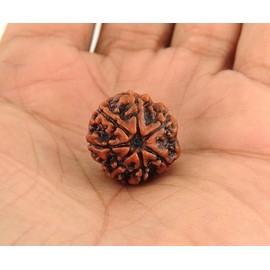 EDMIRIA 7 Mukhi Nepali Rudraksha Beads Seven Faced Certified Natural Himalayan Rudrakhsha Beads for Healing, Pooja, Meditation, Prayer, Saat Mukhi Japa Mala