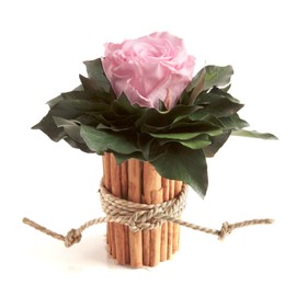 ROSEMARIE SCHULZ Heidelberg 1 Eternal Rose Vase Cinnamon Sticks Everlasting Flower Durable 3 Years (Pink)