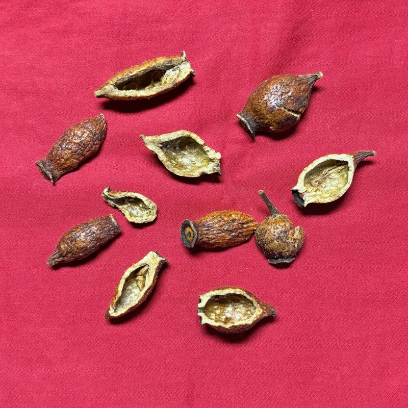 XYP Jinyingzi Jin Ying Zi 金樱子 100Gram