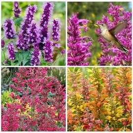 50+ Perennial Arizona Sandstone Hummingbird Mint Flower Seeds for Planting Outdoor- Rare Agastache Seeds Garden Home Plant Non-GMO