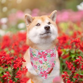 ADOGGYGO Floral Dog Bandanas 2 Pack, Triangle Reversible Pink White Flower Dog Scarf, Premium Durable Fabric, Pet Floral Bandanas for Medium Large Dogs (Large)