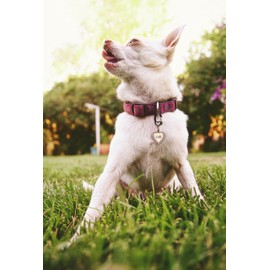 BWM eZeClip Dog Tag Clip for Pet Tags | Cat & Dog Collar Clip | Easy Attaching and Removal Pet Tag Clip | Durable & Secure for Maximum Pet Safety | Variety of Styles and Sizes for Any Pet