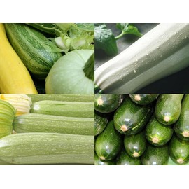 “Summer Squash Mix” Zucchini aka Courgette Seeds – Fast-Growing Zucchini aka Courgette Mix – First Harvest in 48 Days | Cucurbita Pepo | Never GMO | USA Grown Heirloom Seeds by Liliana's Garden |