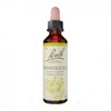 바흐 플라워 넘버 16 허니서클 20ml Bach Flower Number 16 Honeysuckle 20ml