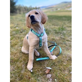 Max Molly Multifunctional Dog Lead, Padded, Reflective, Pink, Length: 200 cm, Size: XS-L