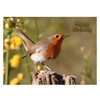 Robin Birthday Card