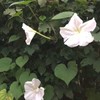 Moon Flower Seeds (Ipomoea alba) 20 Seeds (10 Grams)