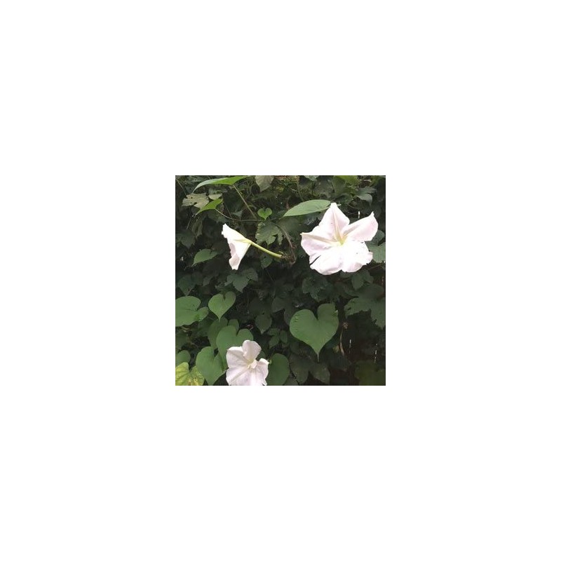 Moon Flower Seeds (Ipomoea alba) 20 Seeds (10 Grams)