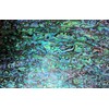 GOMMO Blue Paua Shell Veneer Sheet Enhanced for Inlay and