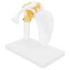 1:1 Life Size Human Anatomy Shoulder Joint Model Shoulder Blade