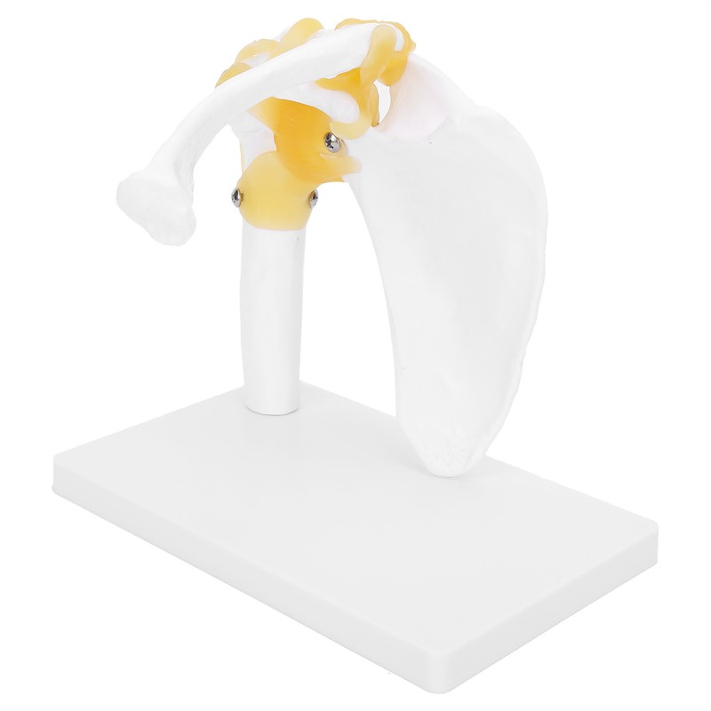 1:1 Life Size Human Anatomy Shoulder Joint Model Shoulder Blade
