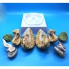 Learning Resources Human Brain Anatomical Model, Anatomically Accurate Brain Model