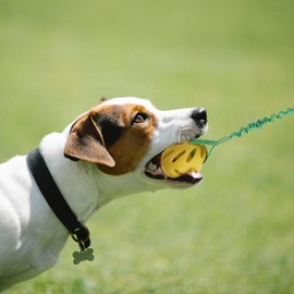 Dog Ball On a Rope Dog Toy, Dog Rope Toys with Handle for Tug, Tug Ball Toy for Small Medium Large Dogs Ideal for Interactive Dog Training and Dogs of All Ages | 45cm (18inches) in Size