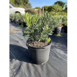 Podocarpus Pringles Petite | 3 Extra Large 3 Gallon Plants | Dwarf Podocarpus Macrophyllus | Low Maintenance Shrub | Compact Evergreen | Ideal for Small Spaces & Hedges