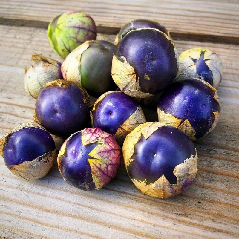Seeds Purple Physalis Vegetable Heirloom for Planting Non GMO