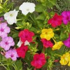 Everwilde Farms - 1 Oz Four-O'Clock Mix Wildflower Seeds -