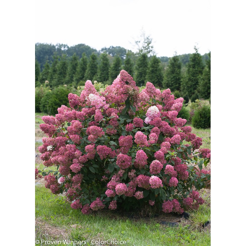 Proven Winners - Hydrangea pan. Fire Light (Panicle Hydrangea) Shrub,