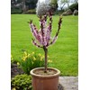 Bonanza Patio Peach Tree, Compact, Fruit Bearing, Deciduous, Self-Sufficient, 7