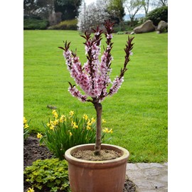 Bonanza Patio Peach Tree, Compact, Fruit Bearing, Deciduous, Self-Sufficient, 7 gal, Nursery Pot (Due to Agricultural Laws, we Cannot Ship to CA, AZ, AK, or HI)