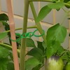 Pack of 500 Plant Clips, Small Plant Clips, Secured Plant
