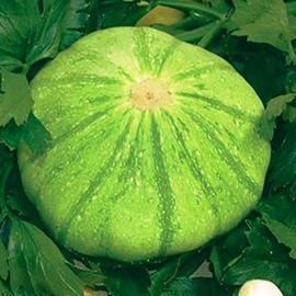 CEMEHA SEEDS - Seeds Scallopini Squash Patty Pan Zucchini Green Non GMO Vegetable for Planting