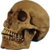 Morris Costumes MRTA-495 Resin Skull Cranium