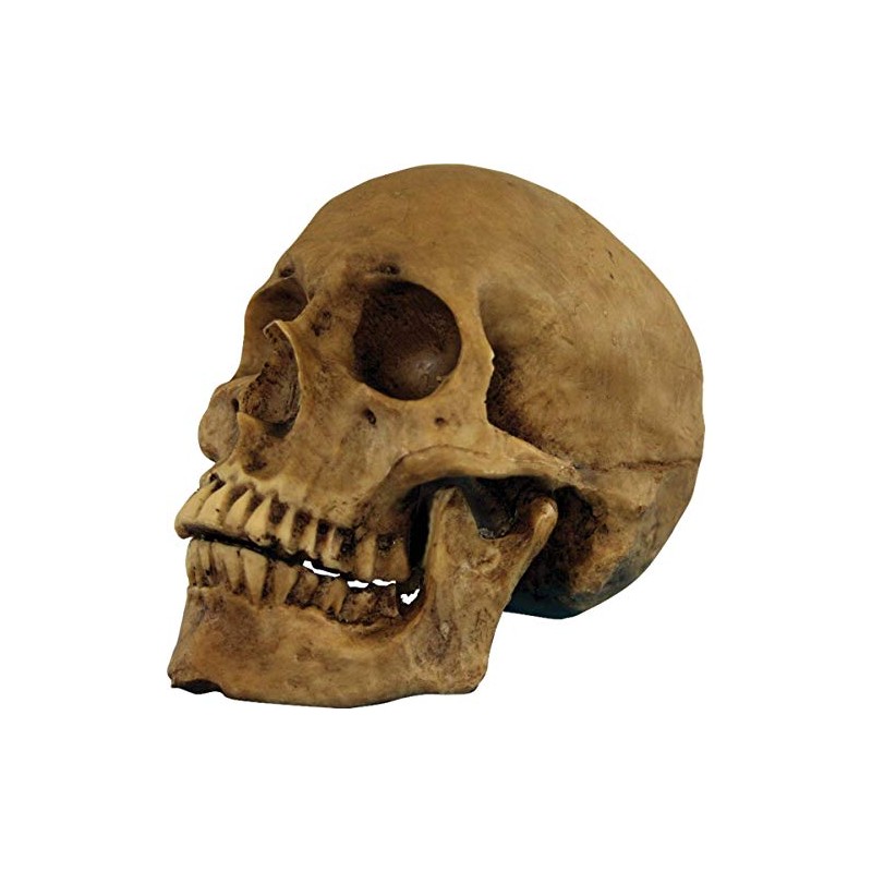 Morris Costumes MRTA-495 Resin Skull Cranium