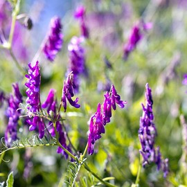 Organic Hairy Vetch Seeds (Vicia villosa) – 100+ Seeds for Cover Crops, Nitrogen Fixation, and Soil Improvement