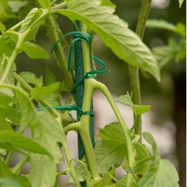 Rocky Mountain Goods Twist Ties for Plants with Cutter - Green Garden Twist Ties for Outdoor/Indoor Plants, Climbing Plants - 100 Feet Cut to Custom Length - Soft But Strong Support for Delicate