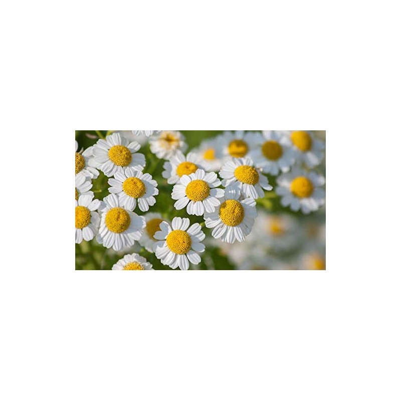 Indigo Herbs Feverfew Powder 100g