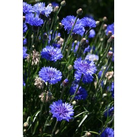 TomorrowSeeds - 9 Species Mix Blue Wildflowers Seeds - 500+ Count - for 2025 Planting Multi Variety Mix Blue Flowers Baby Blue Eyes Rocket Larkspur Flower Landscaping Growing Grow Your Own Home Farm