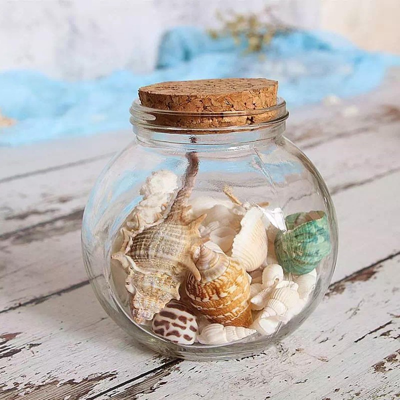 VESDORAIX 24 Kinds of Large Natural Seashells,1.2''-4.8'' 24PCS Large Seashells