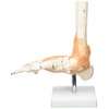 Real Patterson's Foot Joint with Ligaments