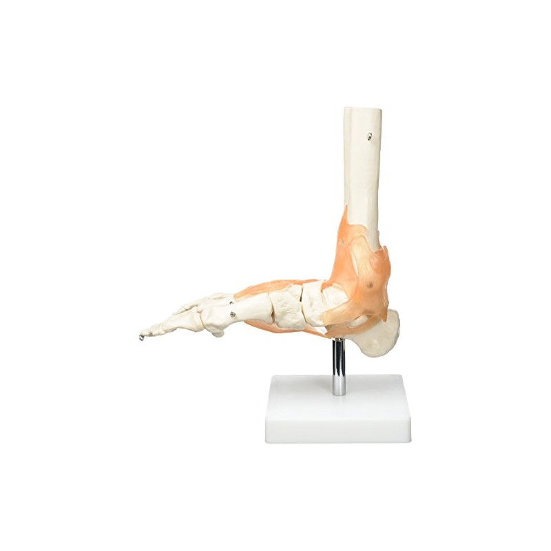 Real Patterson's Foot Joint with Ligaments