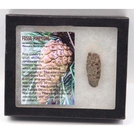 Pine Cone Fossil w/Display Box LDB 50 Million Yrs Old COA #15855 13o