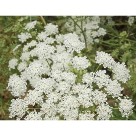 3000 Bishop's Lace Flower Seeds Ammi Majus False Queen Annes, Premium Non-GMO, US Grown Seed, Always Fresh!