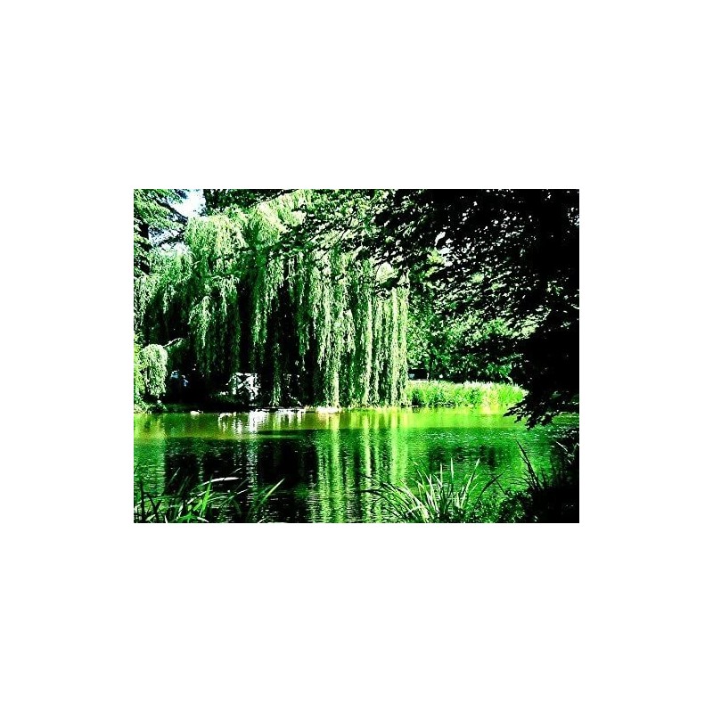 CZ Grain 5 Willow Trees 2 Weeping Willow 2 Austree