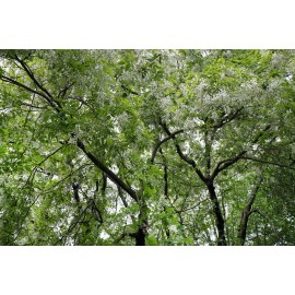 Fresh American Yellowwood (Cladrastis lutea), 10 seeds