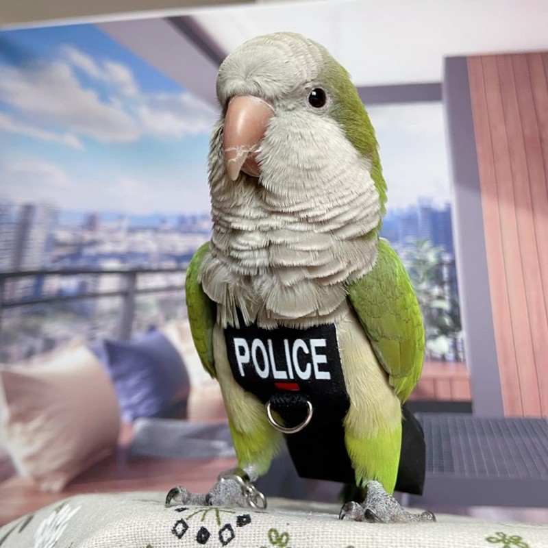 Bird Diaper Harness Flight Suit Clothes, Parrot Flight Suit with