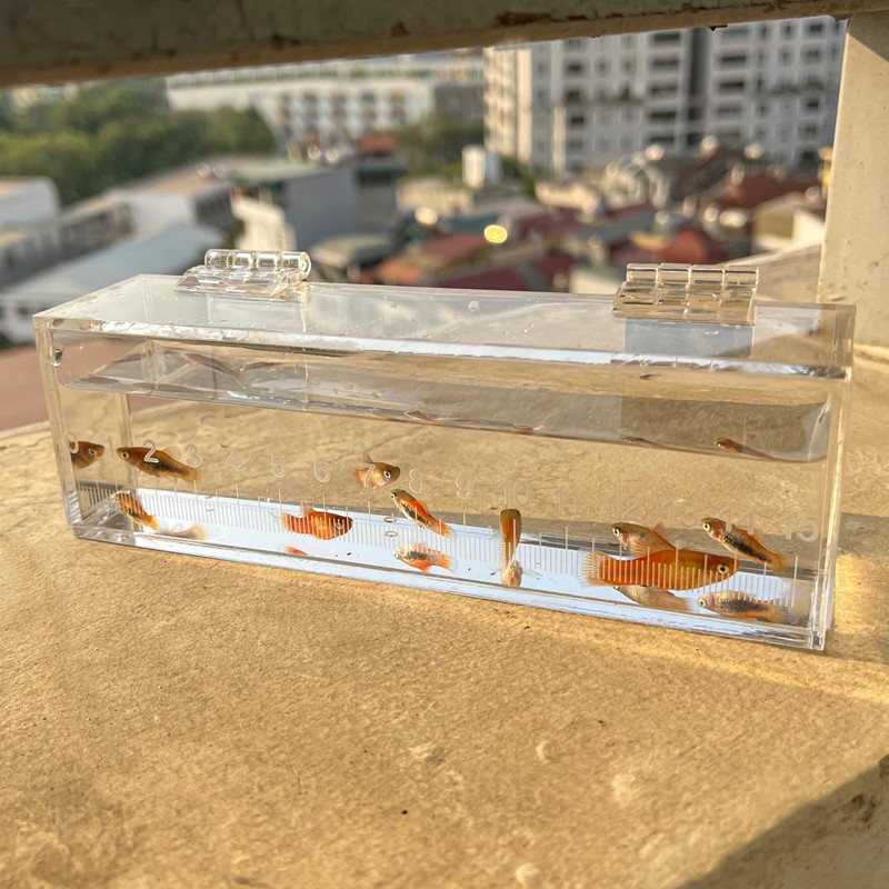 Fish Viewing Box Container with Lid and Scale, Acrylic Portable