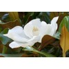 Southern Magnolia Birthday Gift Tree by The Magnolia Company -