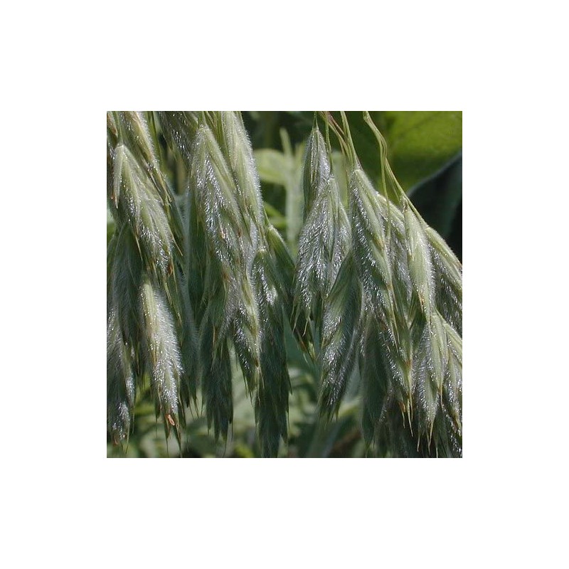 Prairie Brome Grass Seeds (10 Lbs.)